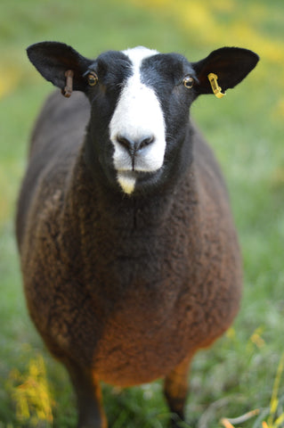 Zwartbles sheep looking at camera