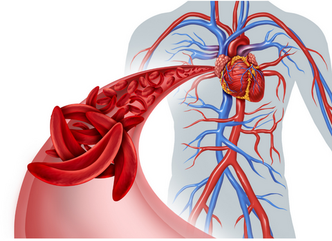 What Does Blood Circulation Do and How Does It Help the Body? –
