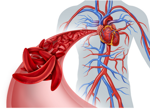 Why Good Blood Circulation is so Important for Body