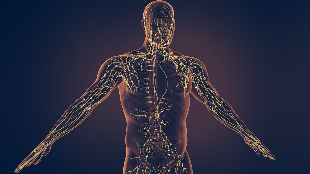 picture-of-lymphatic-system-and-how-to-drain-it-naturally