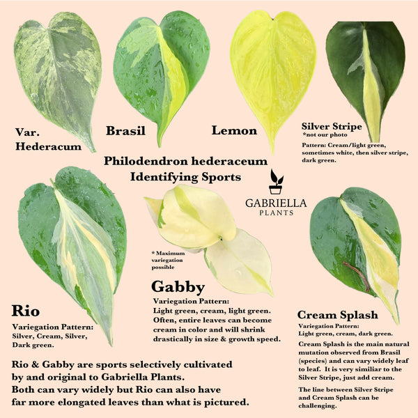 Philodendron hederaceum – Identifying Sports - Gabriella Plants