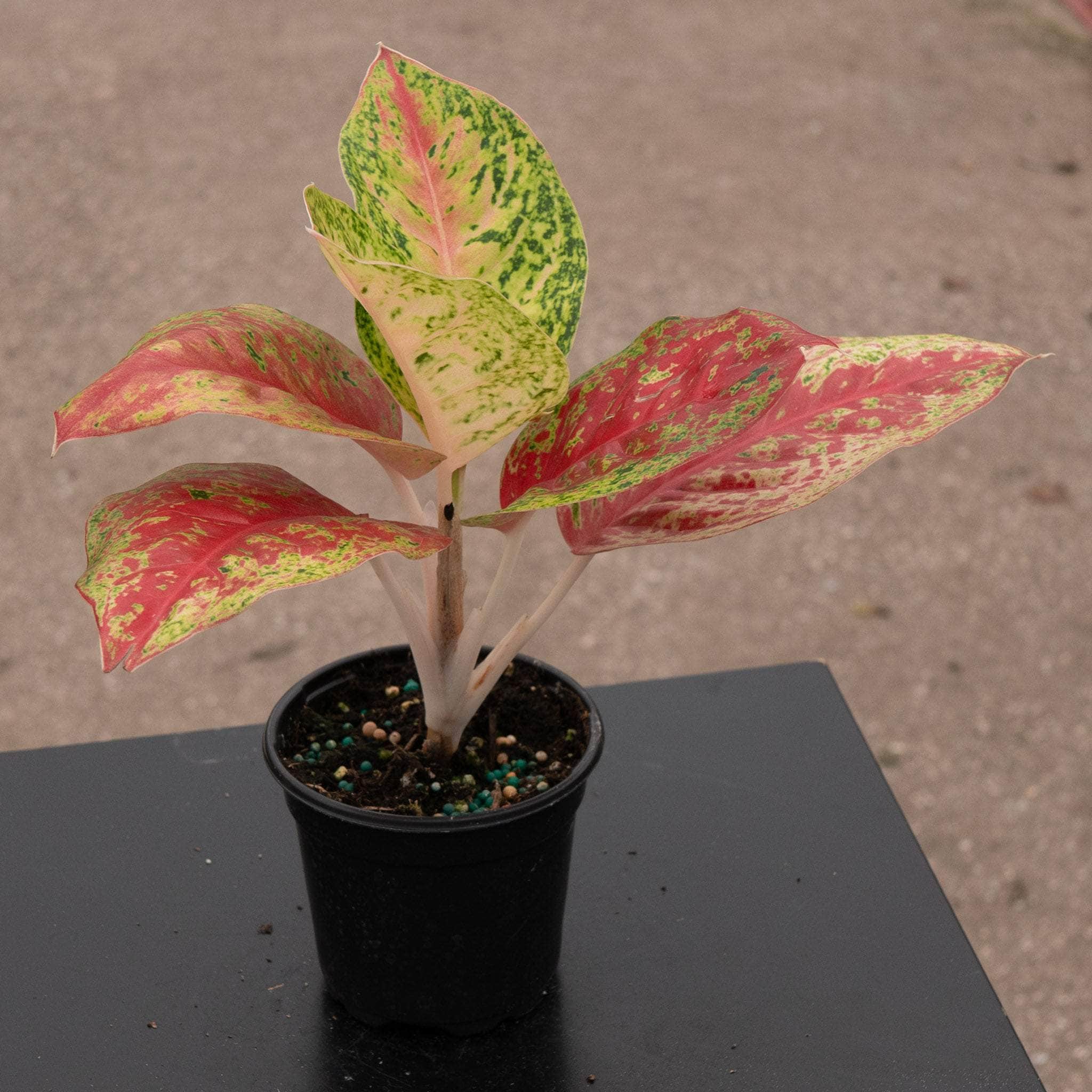 Aglaonema 'Red Mahasetii'
