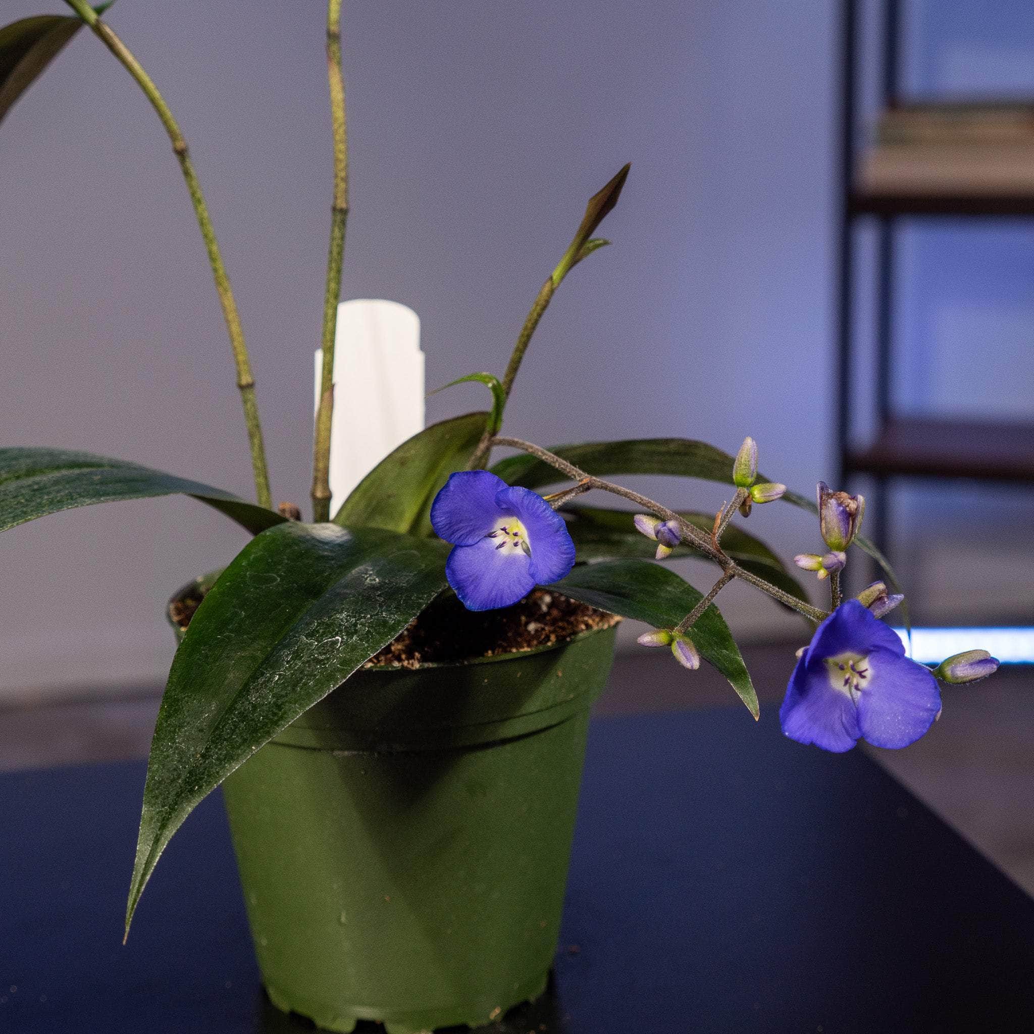 TÌNH YÊU CÂY CỎ ĐV 12  - Page 64 Gabriella-plants-dichorisandra-penduliflora-weeping-blue-ginger-4-39064670306549
