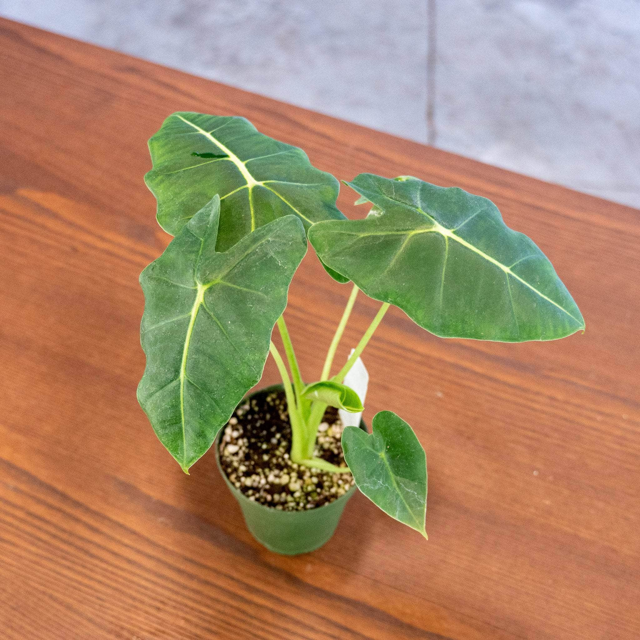 Alocasia odora - Gabriella Plants