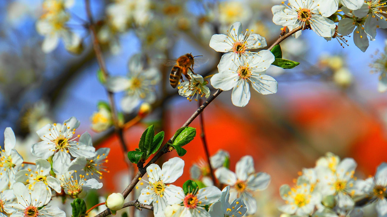 honey-bee-environment