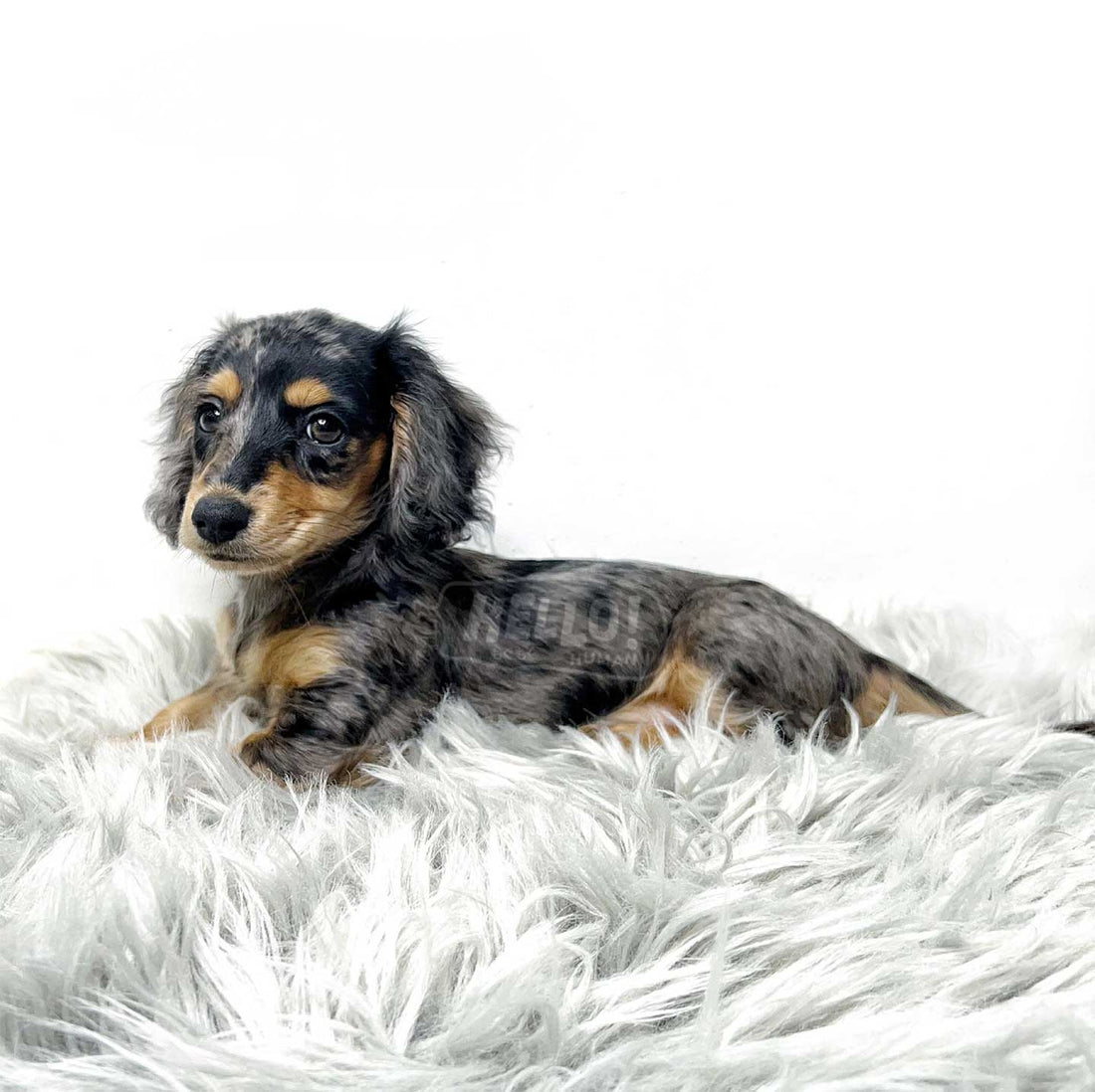 Kiru Silver Dapple Long-Haired Miniature Dachshund (Female) – Hello Human  Shop