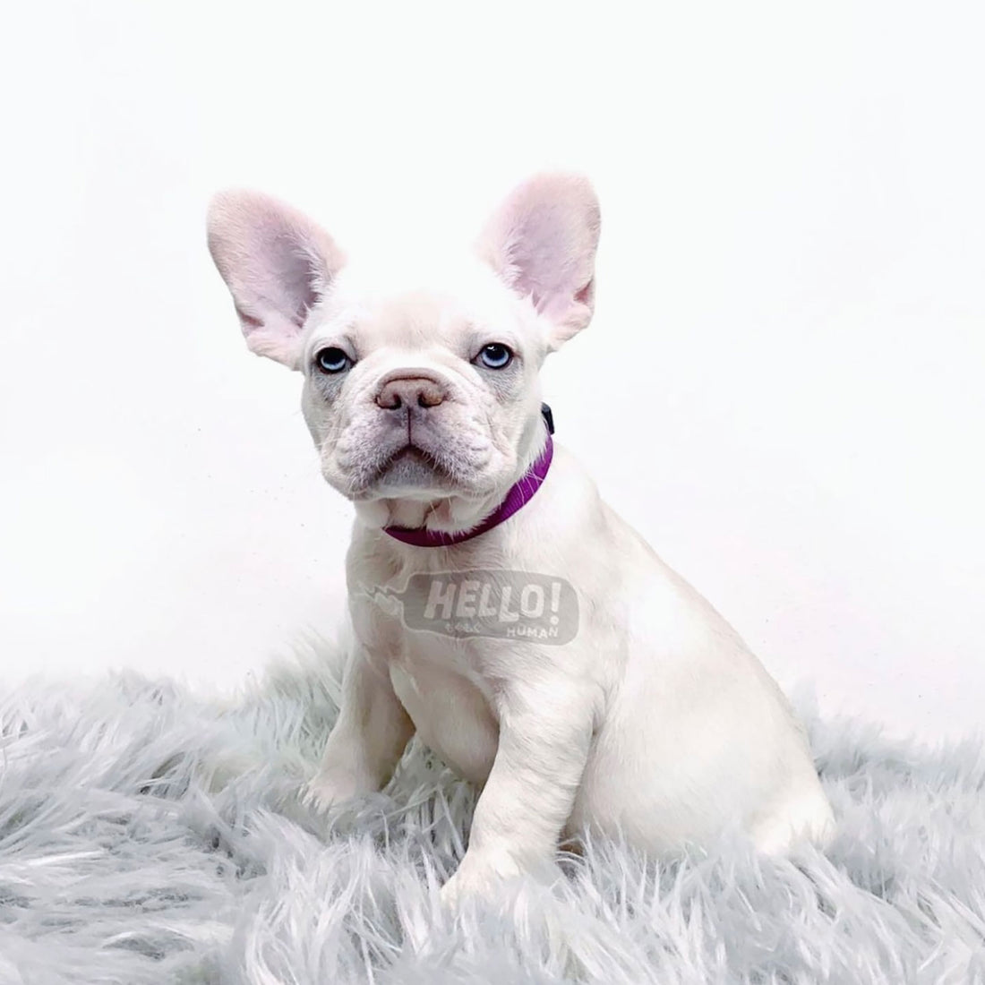 what is lilac french bulldog