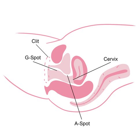 A-Spot diagram displaying the location of the A-Spot - located just past the G-Spot before the cervix