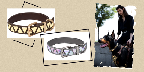online dog collar products