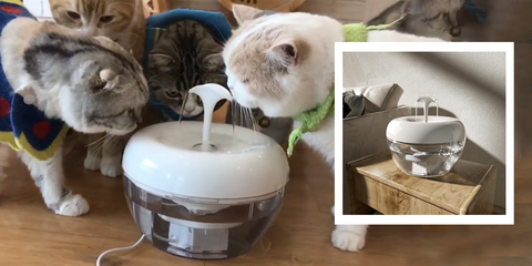 water filter for cat fountain