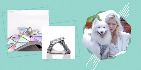 Accessories For Your Dog