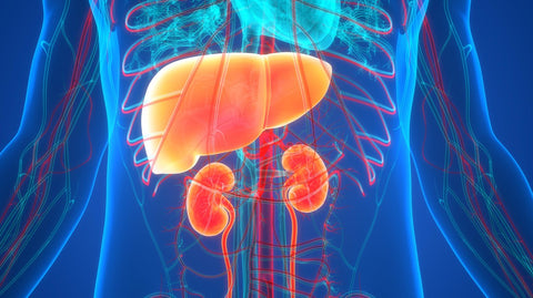 Liver and Kidney Diagram