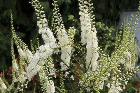 Black cohosh (Actaea racemosa) in Nature - Antioxi