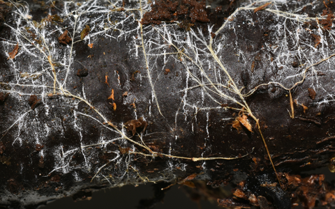 Mushroom Mycelium underground