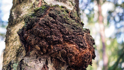 Chaga mushroom Inonotus obliquus growing on birch tree