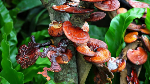 Ganoderma lucidum (Reishi) Mushroom fruiting body growing on a decaying log