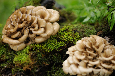 Maitake Mushroom Fruiting Body Growing An a Log