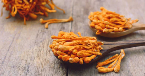 Cordyceps Mushroom Antioxi