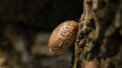 Shiitake Mushroom Fruiting Body Growing On Tree Trunk - Antioxi