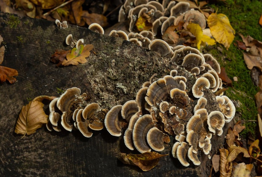 Trametes versicolor (Turkey Tail Mushroom) growing on a decaying log