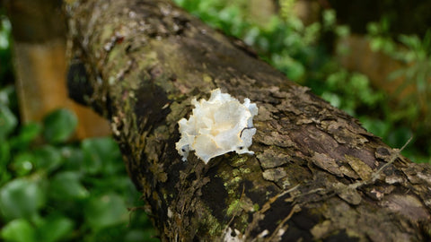 Tremella fuciformis growing on a decaying log