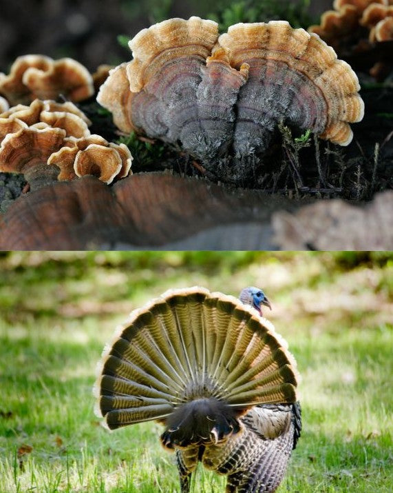 Turkey being compared to Trametes versicolor (Turkey Tail Mushroom)