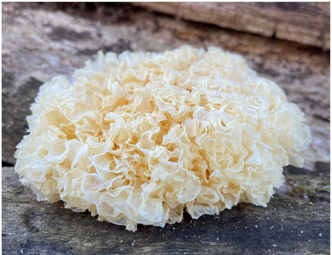 Tremella Mushroom (Snow Fungus) Fruiting Body - Antioxi
