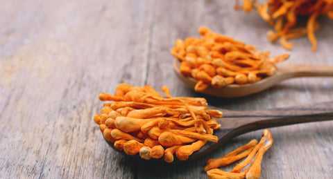 Cordyceps Mushroom Fruiting Body on Wooden Spoon