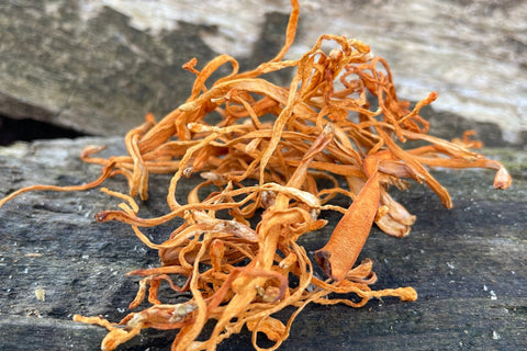 Cordyceps_Antioxi