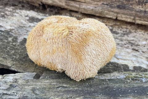 Lion's Mane Mushroom Fruiting Body - Antioxi
