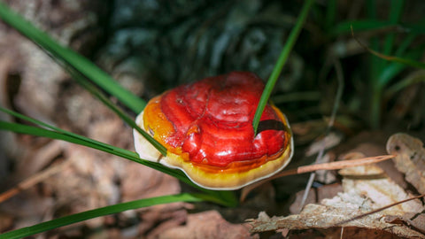 Reishi Mushroom Fruiting Body - Antioxi