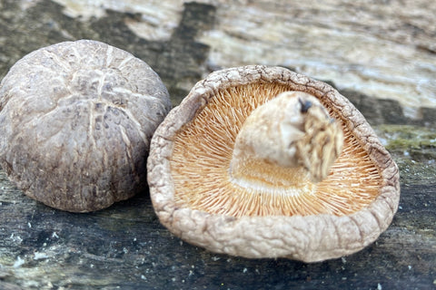 Shiitake Mushroom Fruiting Body by Antioxi