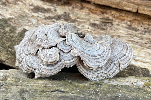 Turkey Tail Mushroom Fruiting Body by Antioxi
