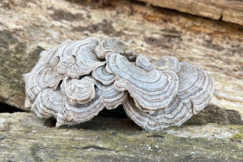 Turkey Tail Mushroom Fruiting Body -  Antioxi