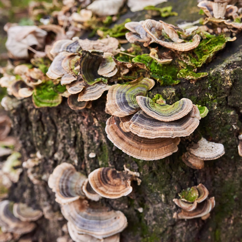 Turkey Tail Mushroom Fruiting Body in Nature - Antioxi