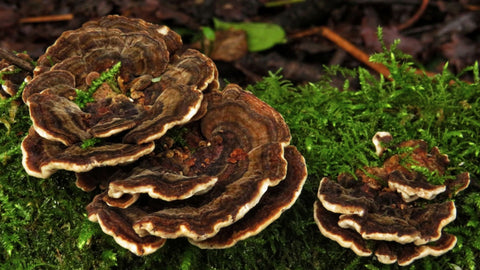 Turkey Tail Mushroom Growing In Nature - Antioxi
