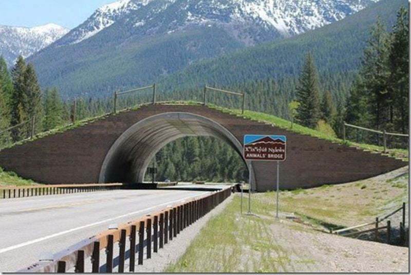 Montana Ecoduct