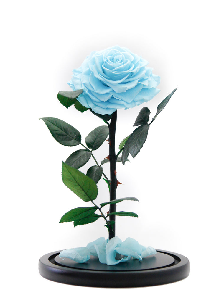 tiffany blue roses for sale