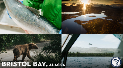 collage of a salmon, a landscape photo of Bristol Bay, a brown bear, and a view from a boat of the bay