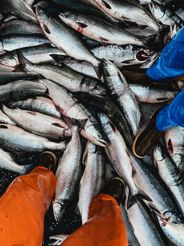 Sockeye salmon on the deck of the boat