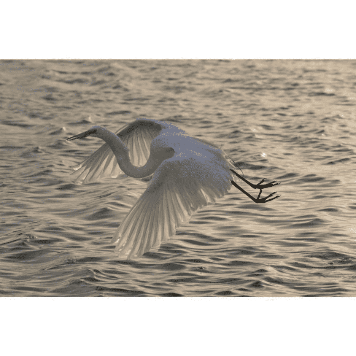 Egret Flying at Dusk, Giclee, Photography