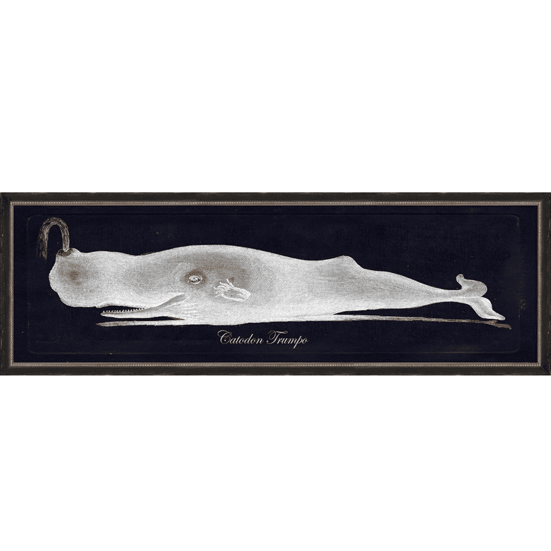 Trumpo (Sperm) Whale - Framed Giclee