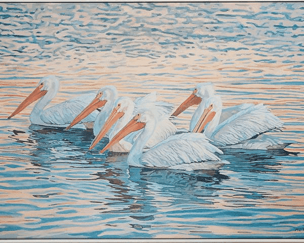 Floating White Pelicans Giclee