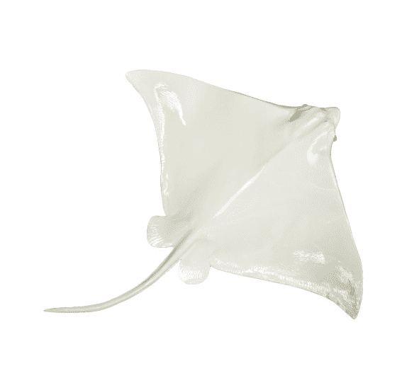 Ivory Eagle Ray Wall Decor - Two Sizes