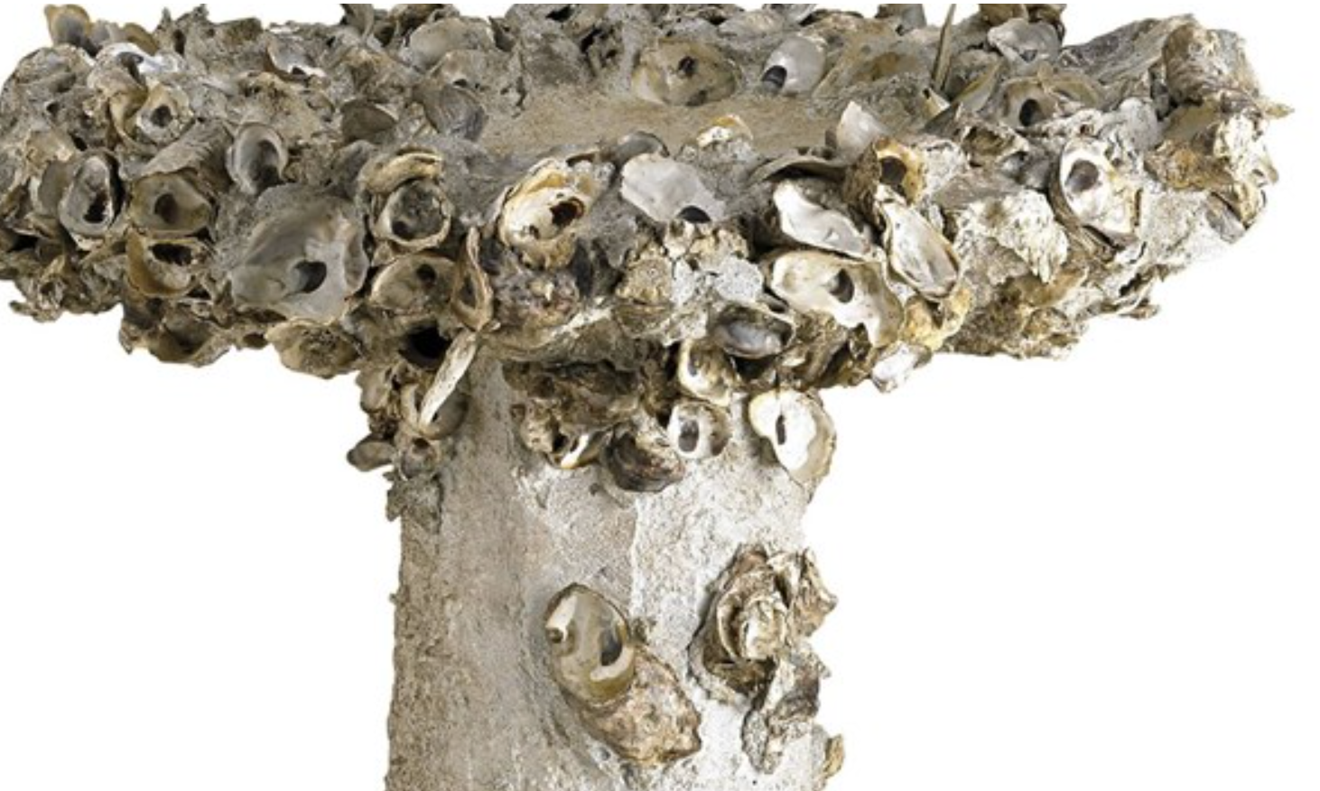 Oyster Shell Bird Bath - Various Sizes