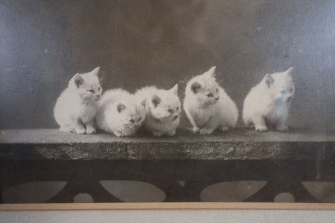antique photo of white kittens