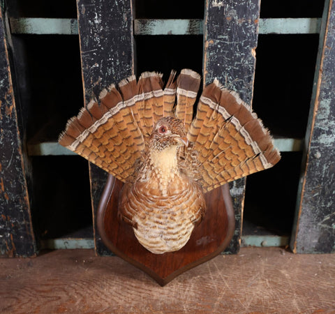 Grouse Taxidermy Moun