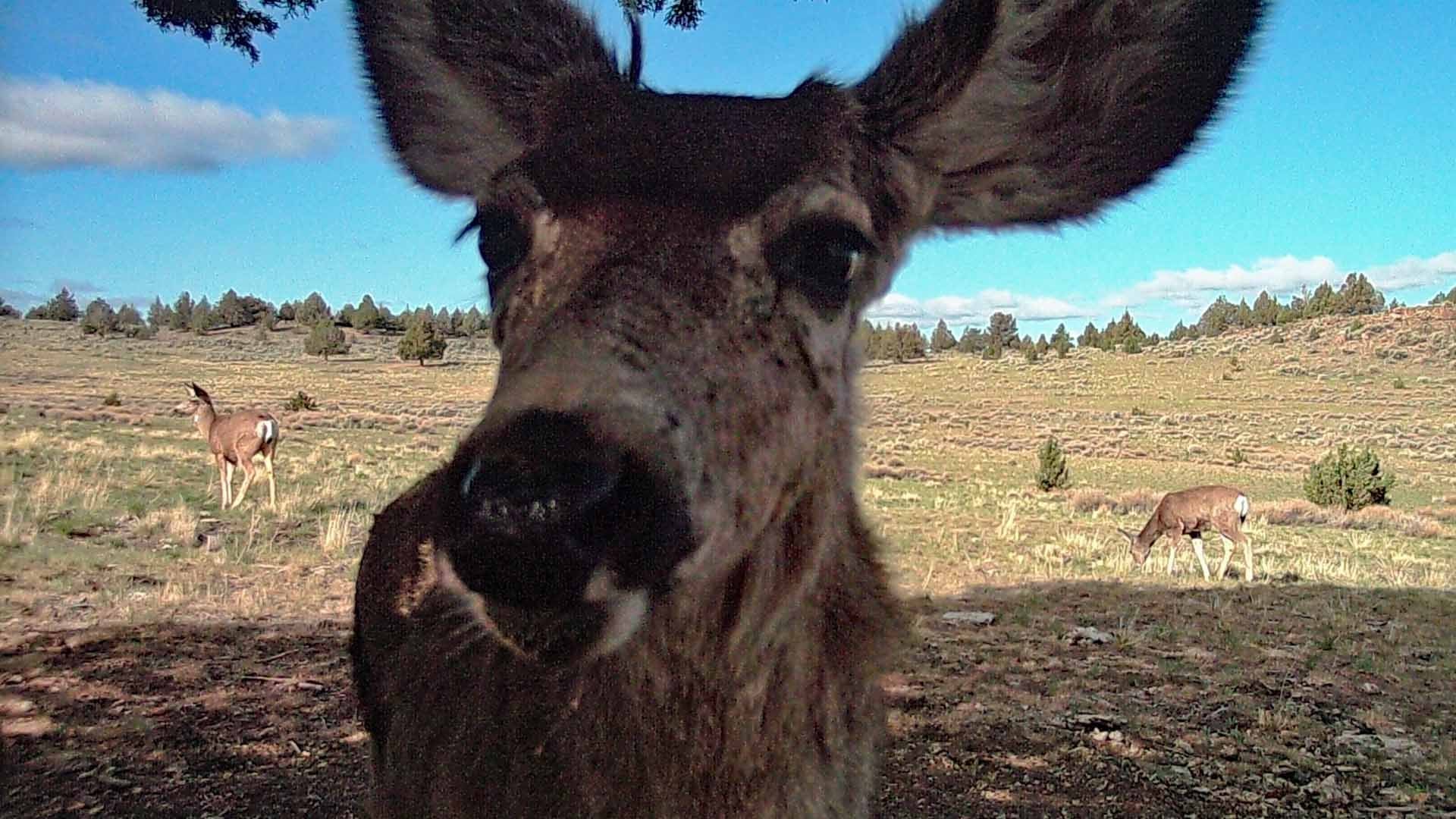 deer hunting cameras
