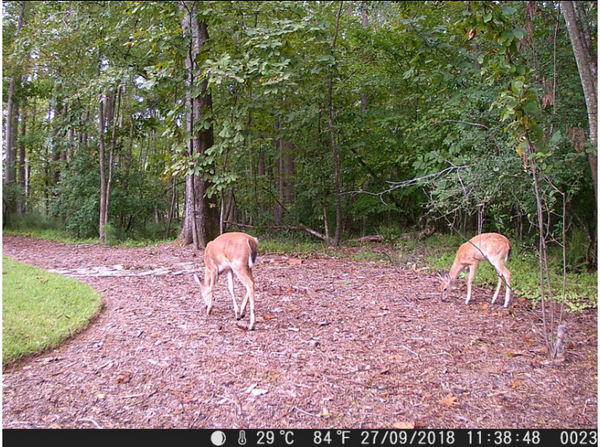 campark  hunting cameras