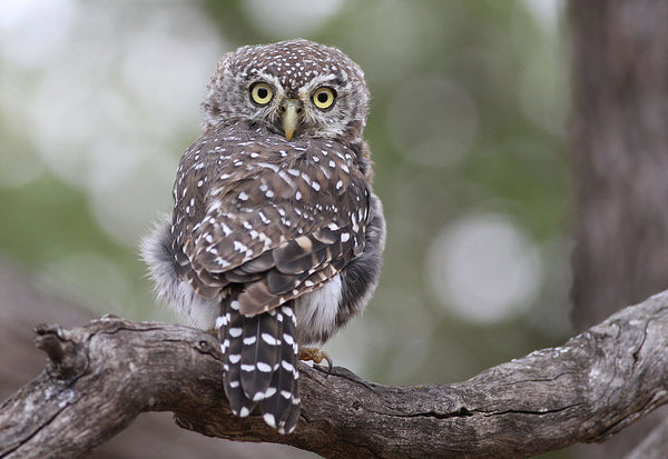 take picture for birds of campark trail camera